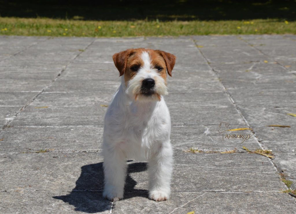 Jack Russell Terrier de pelo duro