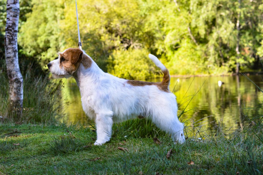 Jack Russell Terrier de pelo duro