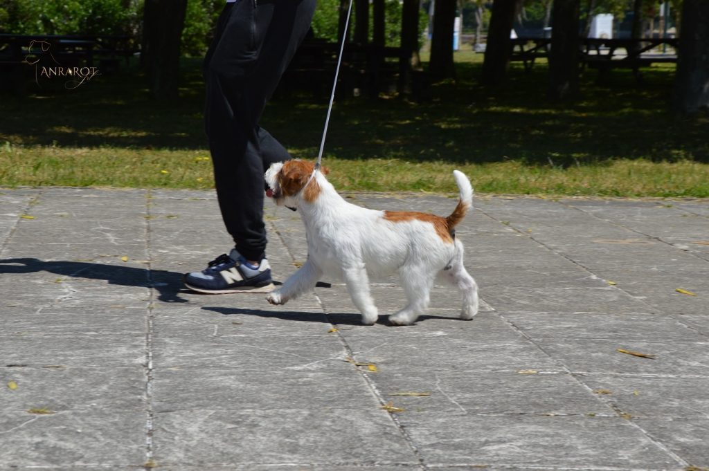 Jack Russell Terrier de pelo duro