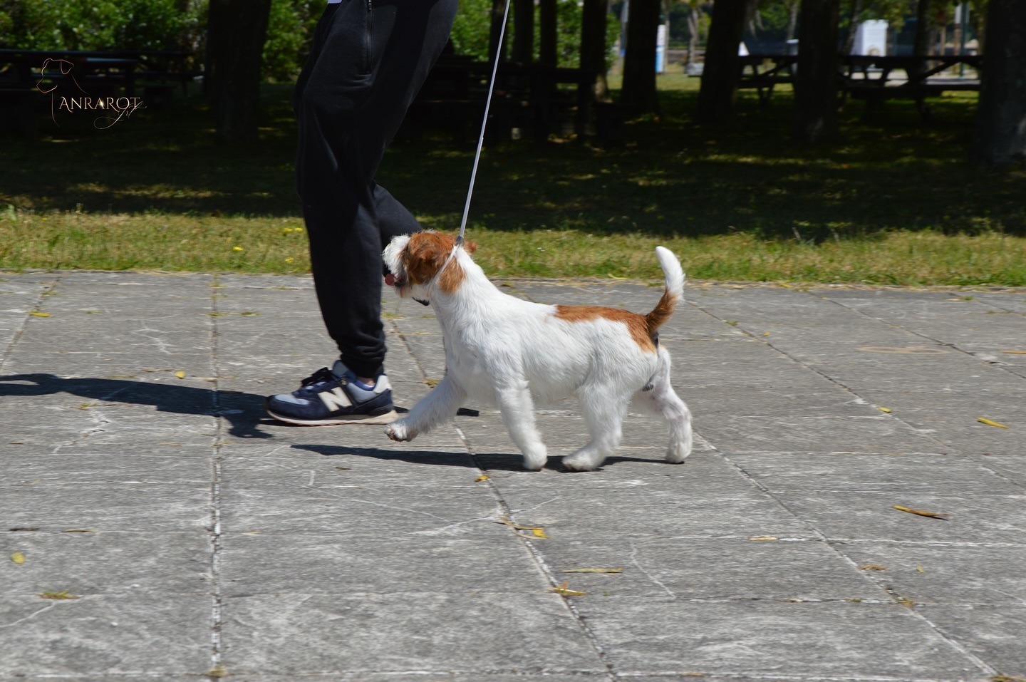 Jack Russell Terrier de Anrarot JRT