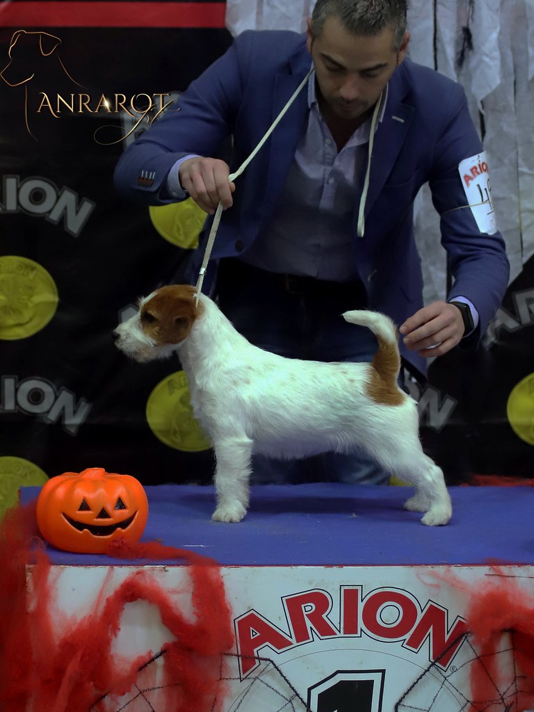 jack russell terrier de pelo broken