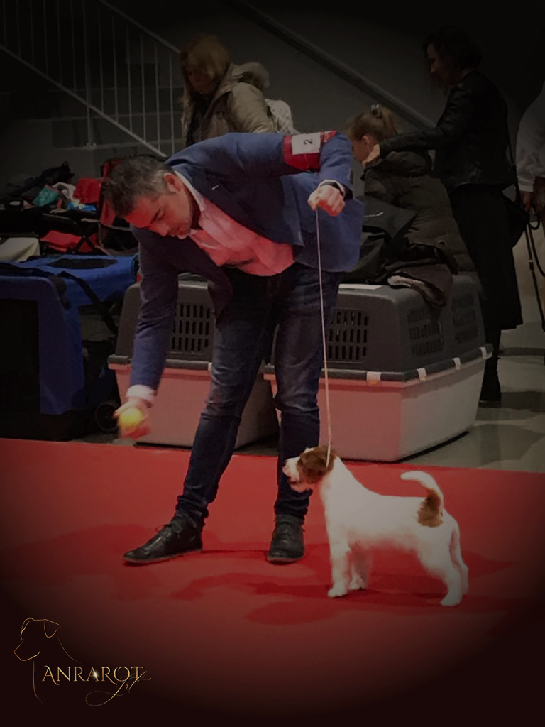 jack russell terrier de pelo broken