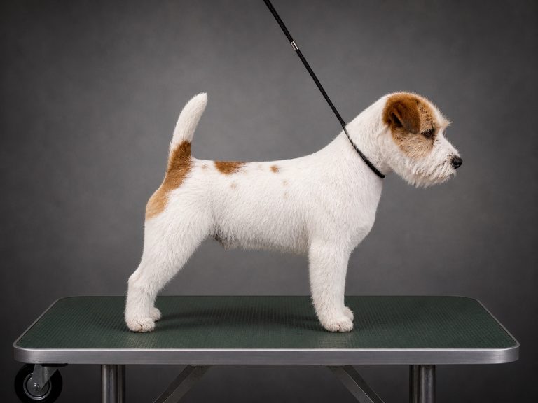 Macho de Jack russell de pelo broken