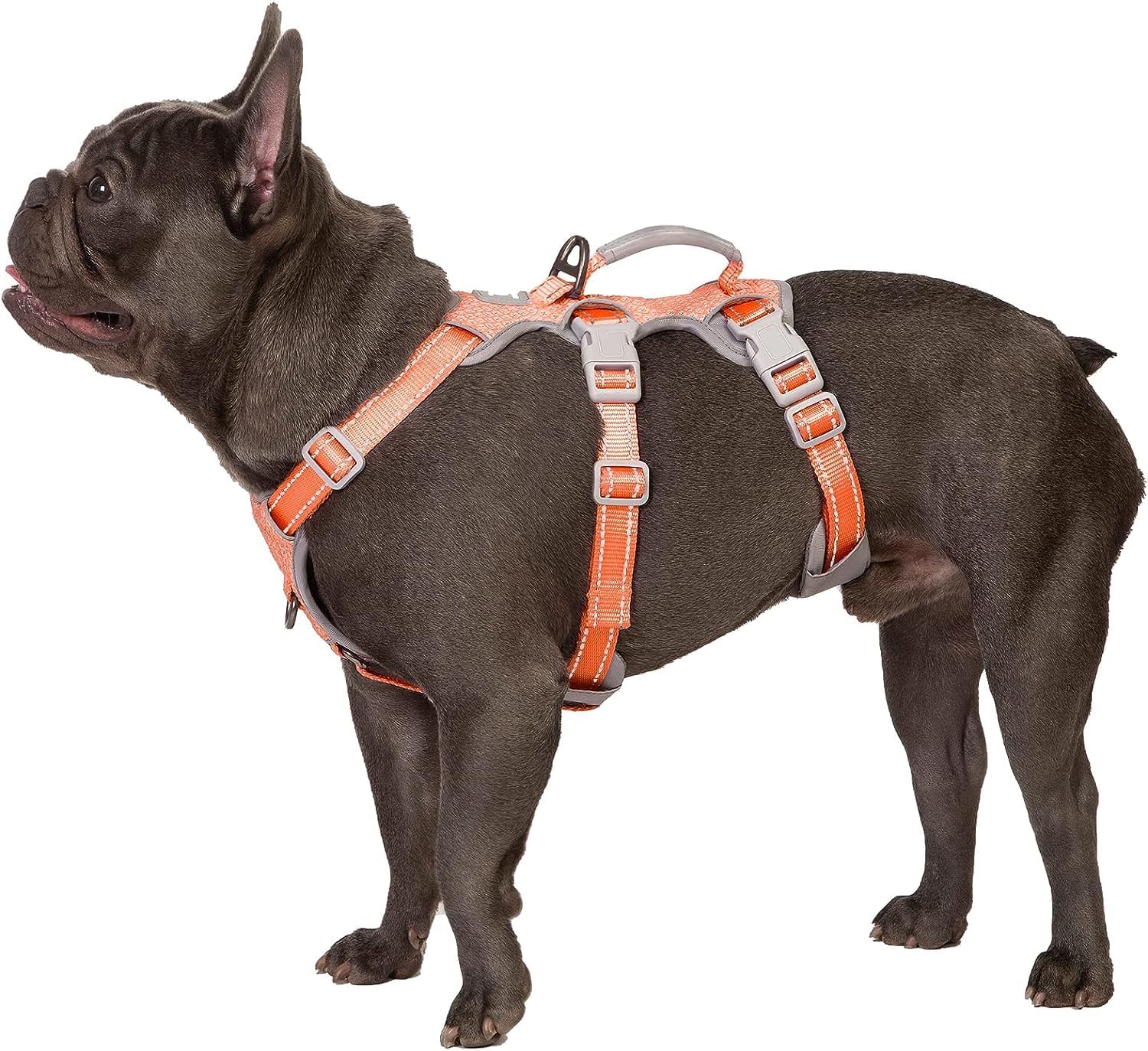 Arnés antiescape Huntboo para perro pequeño