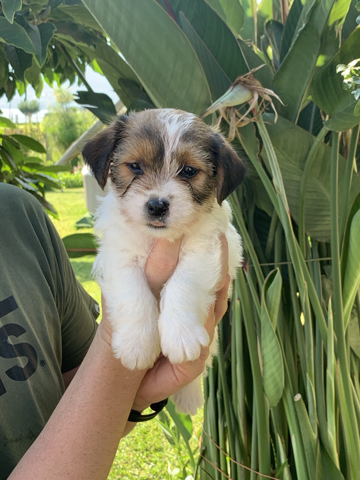 Arya, cachorro hembra Jack Russell Terrier de Anrarot JRT