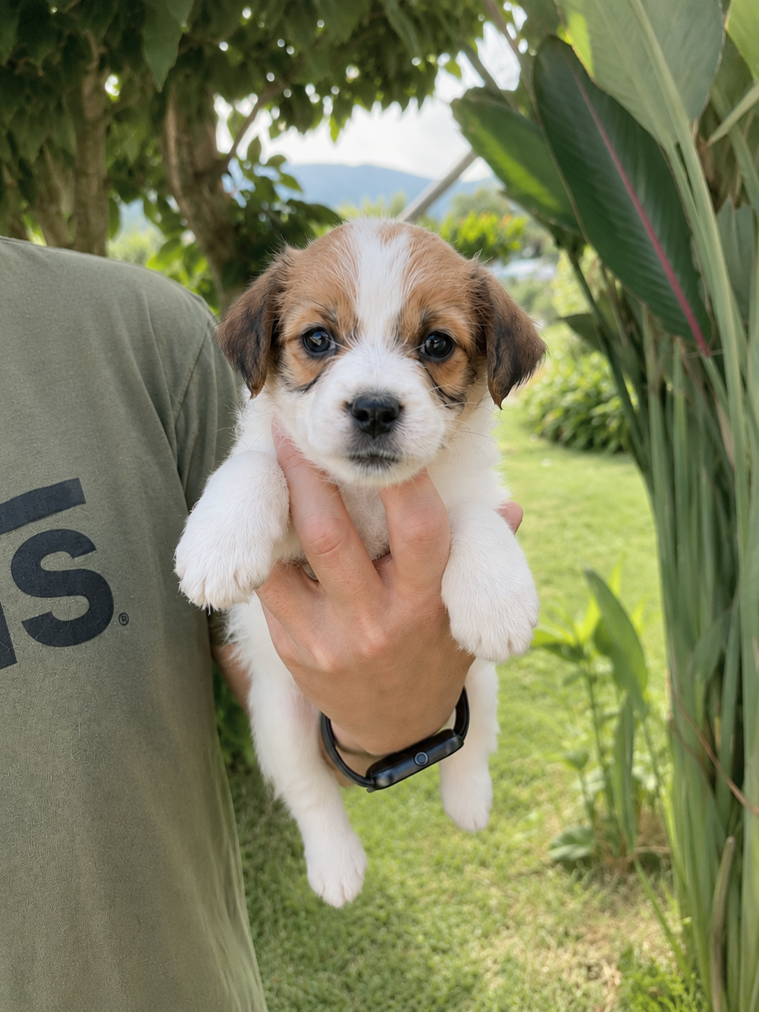 Davos, cachorro macho Jack Russell Terrier de Anrarot JRT