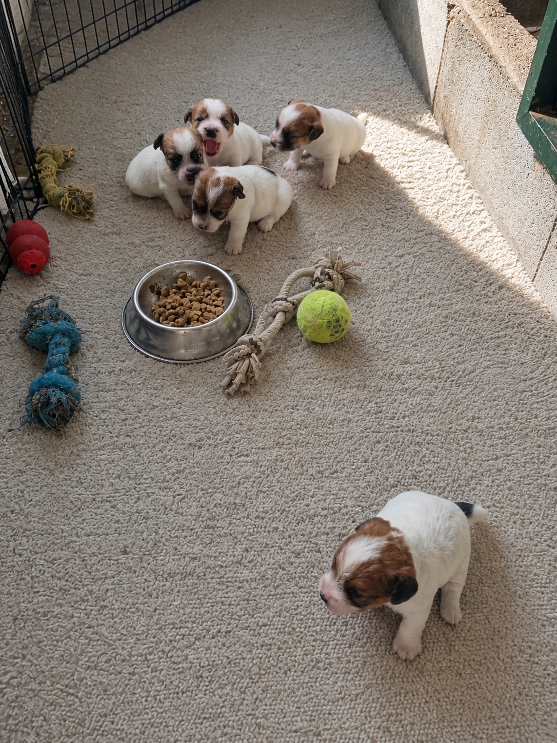 Cachorros Jack Russell Terrier de Anrarot durante el destete