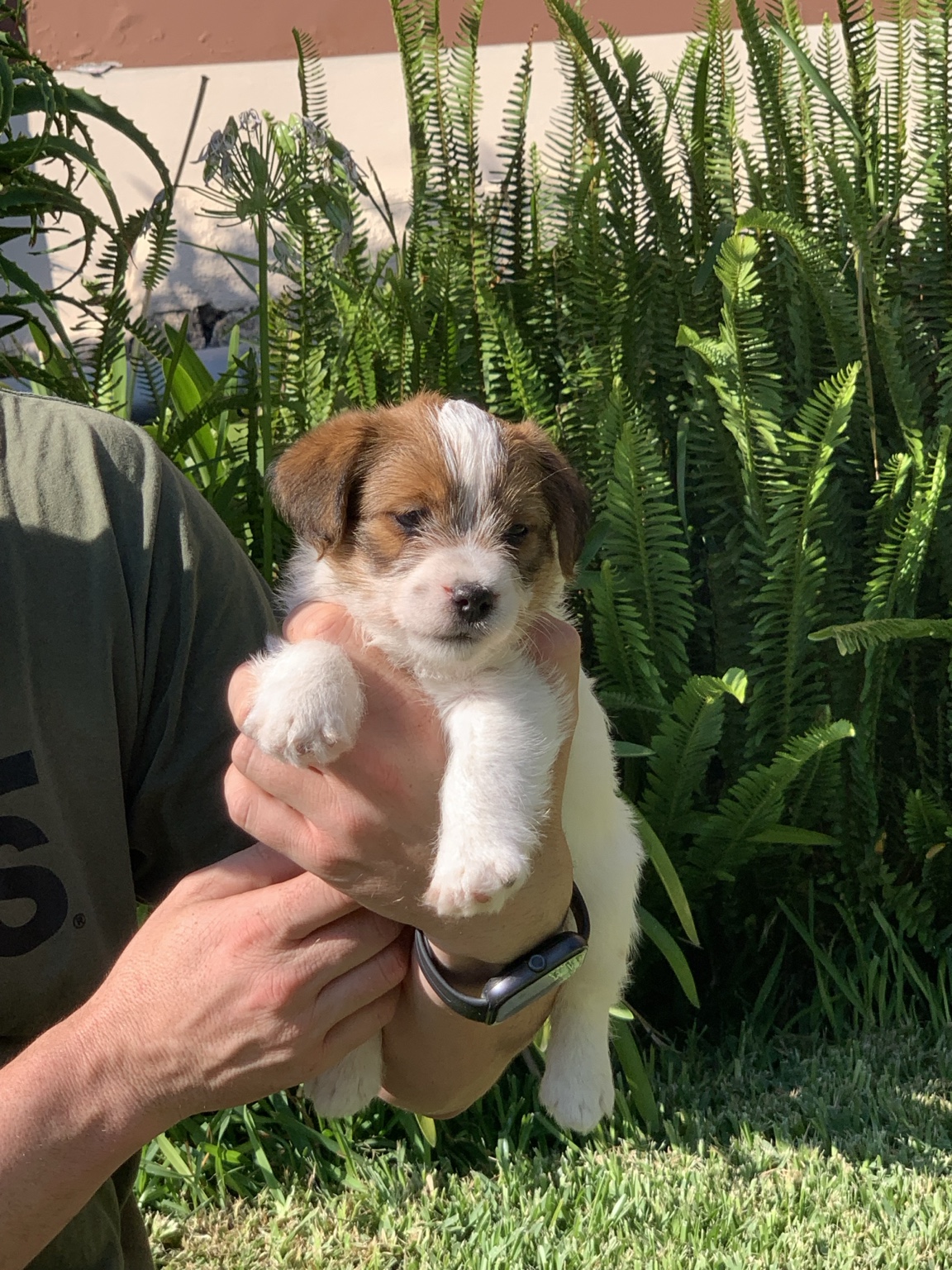 Drogo, cachorro macho Jack Russell Terrier de Anrarot JRT