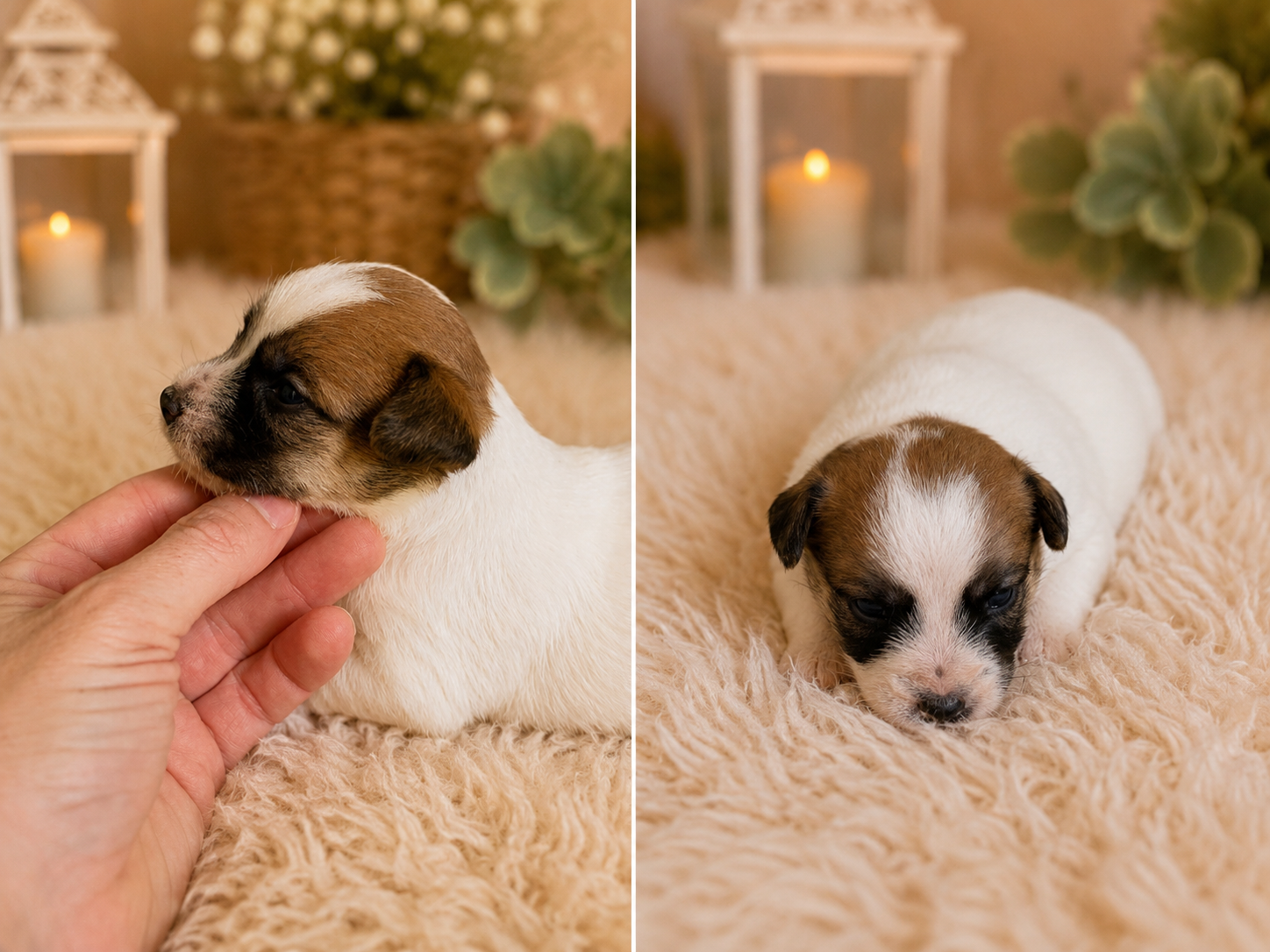 Male 1 Anrarot Jack Russell Terrier puppy