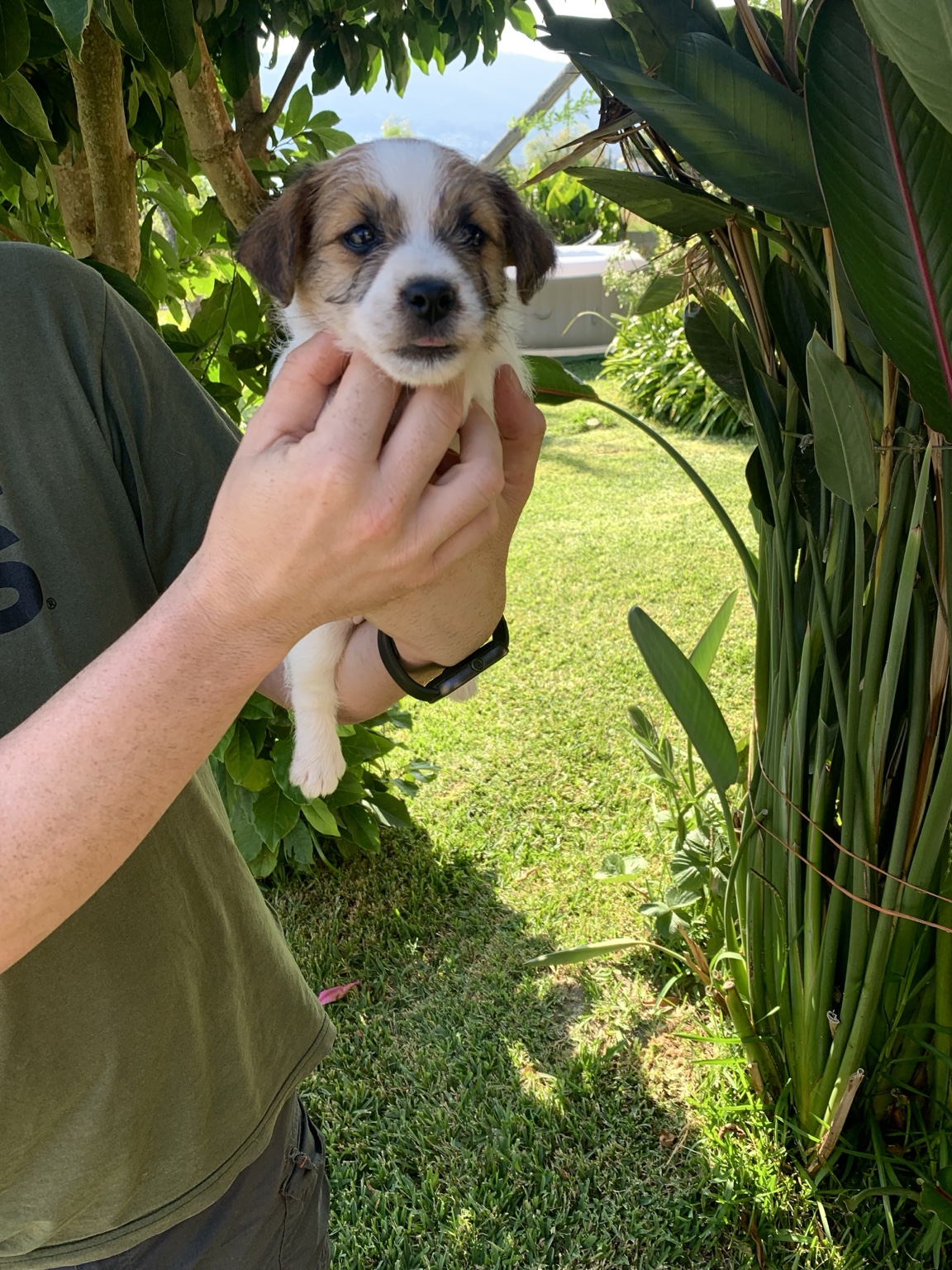 Sandor, cachorro macho Jack Russell Terrier de Anrarot JRT