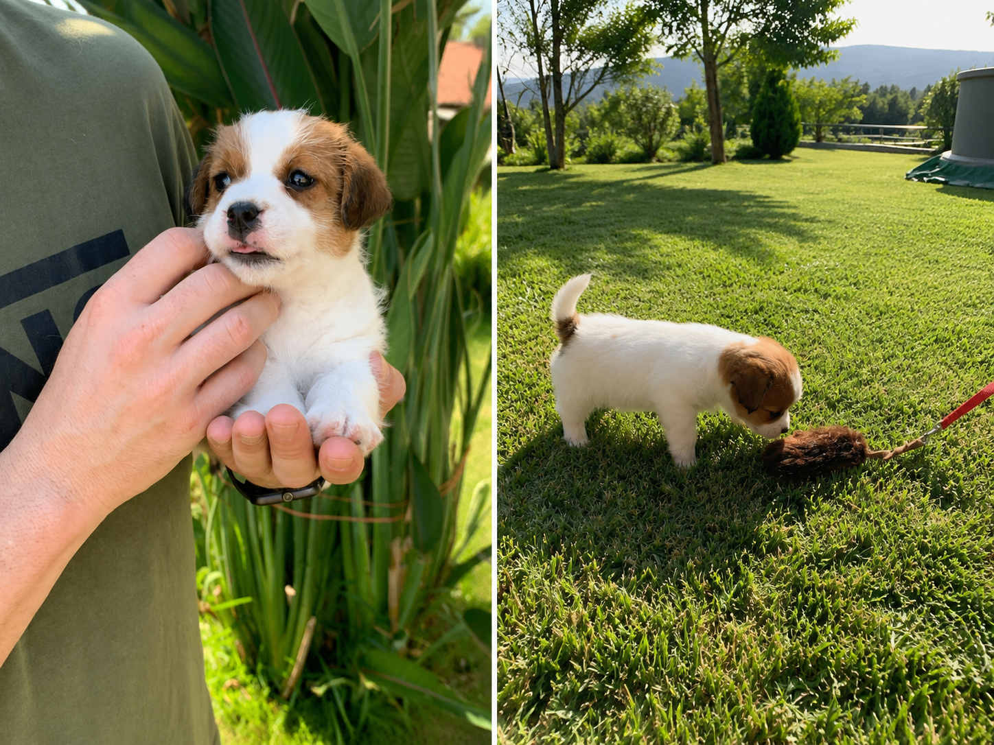 Tyrion, cachorro macho Jack Russell Terrier de pelo broken
