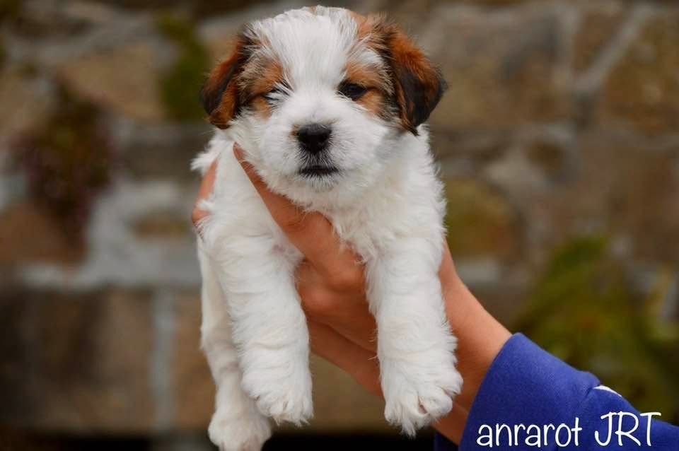 Cachorro Jack Russell Terrier mostrando evolución del pelo