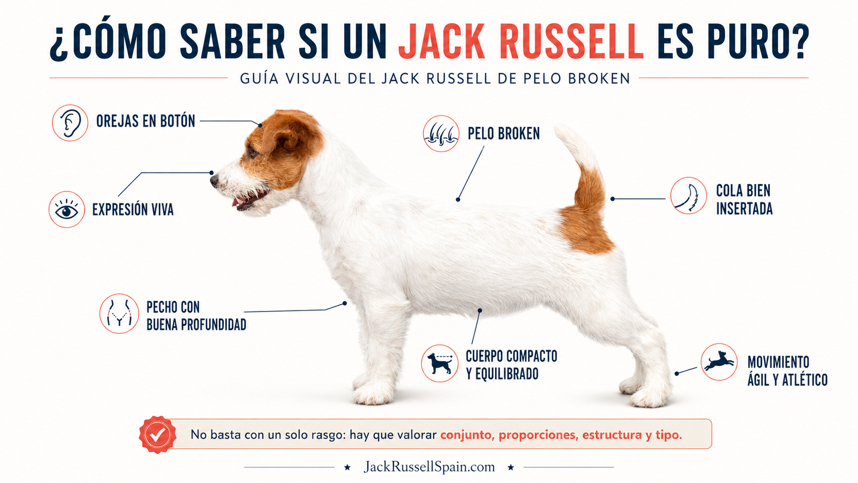 Infografía para reconocer un Jack Russell Terrier de pelo broken según sus características y proporciones