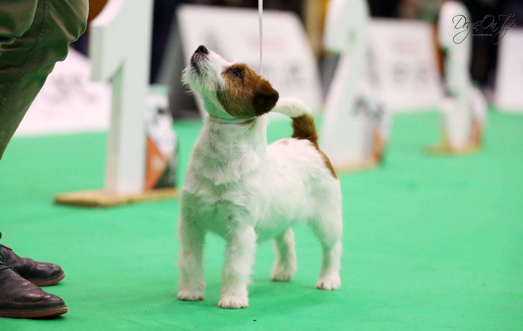 Hembra Jack Russell Terrier de pelo broken de Anrarot JRT