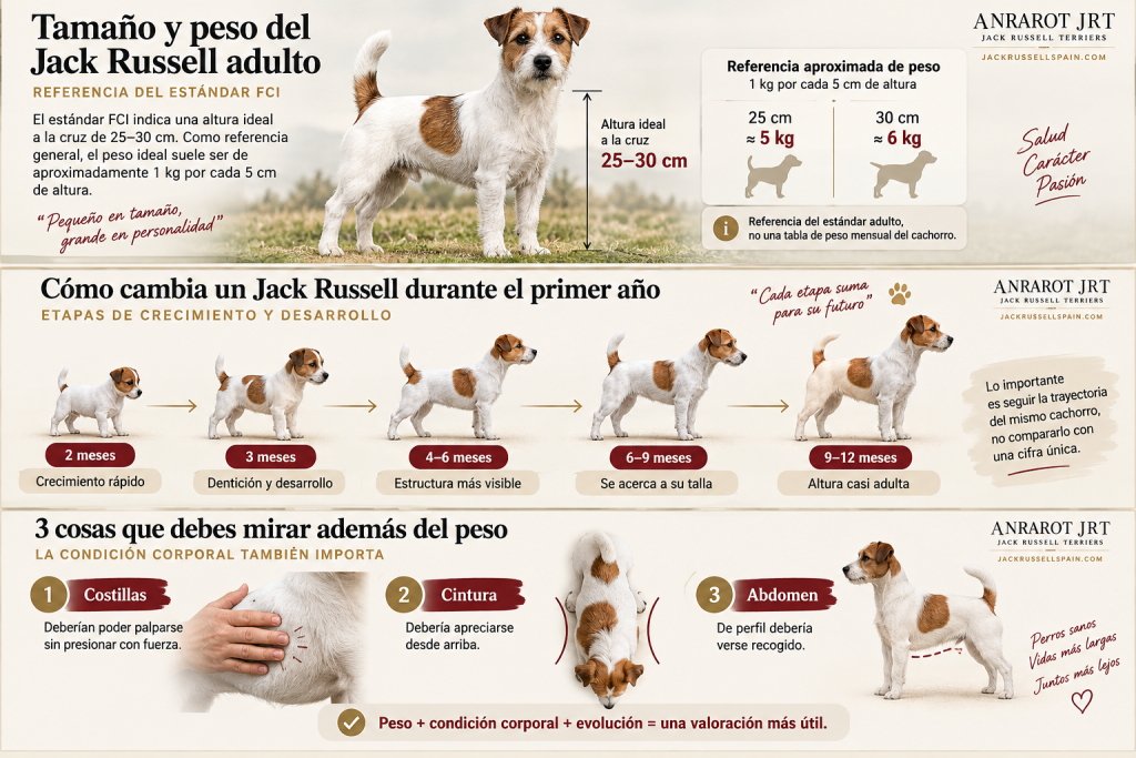 Infografía sobre peso, crecimiento y condición corporal del Jack Russell Terrier